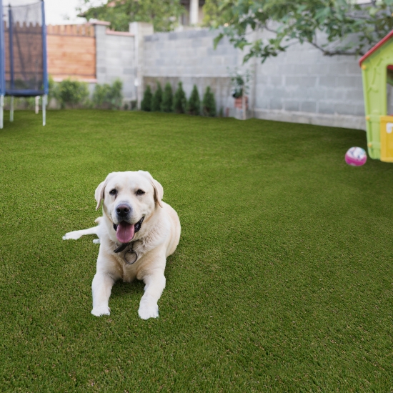 Pet Grass